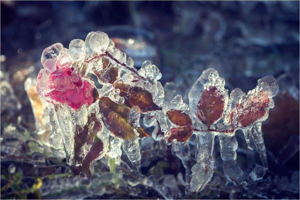 Зимние цветы