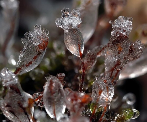 Арктическая роза