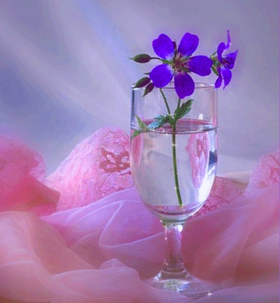 Спокойной ночи цветы