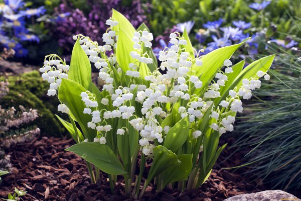 Подснежники крокусы весенние цветы