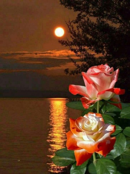 Доброй весенней ночи