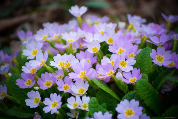 Пролески, подснежники, крокусы