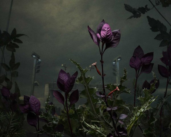 Photographer Daniel Shipp