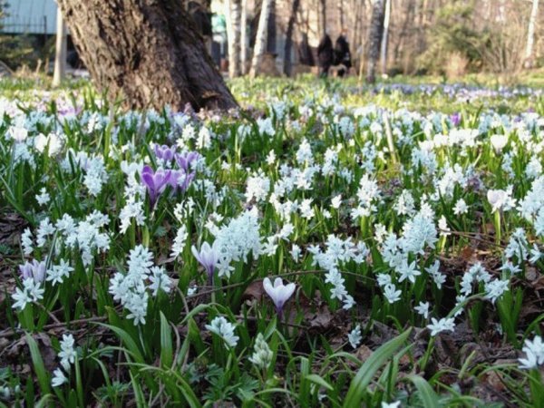 Первоцвет белоцветник