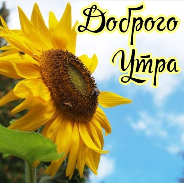 С добрым утром Подсолнухи