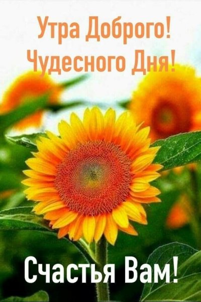 Цветы подсолнуха, с добрым утром!
