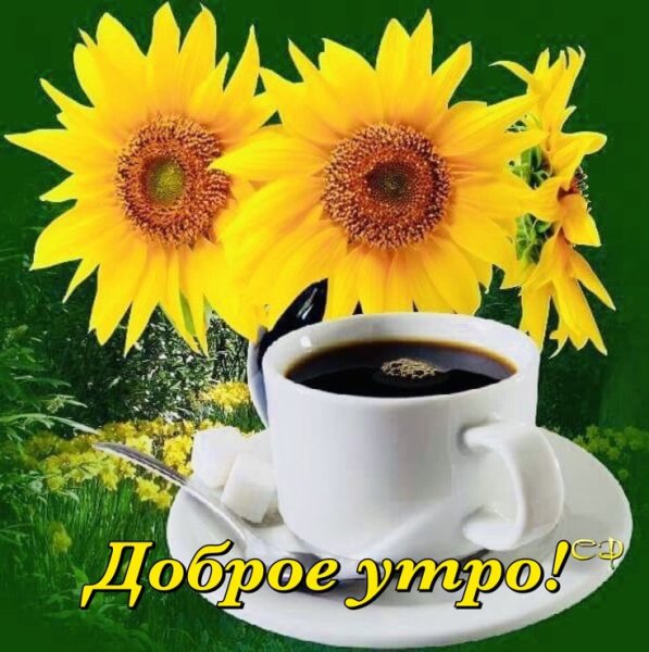 С добрым утром Подсолнухи