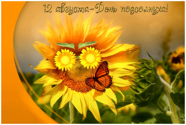 День подсолнуха