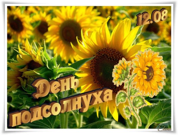 День подсолнуха