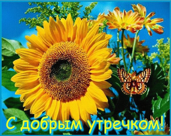 Гифки с добрым утром с подсолнухами