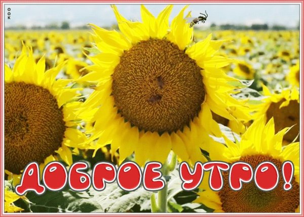С добрым утром Подсолнухи