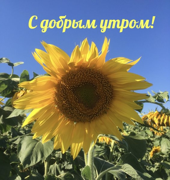 Солнечного настроения Подсолнухи