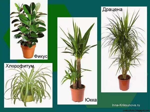 Юкка фикус Драцена