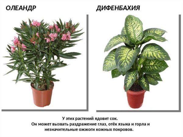 Диффенбахия. Олеандр. Азалия. Кротон