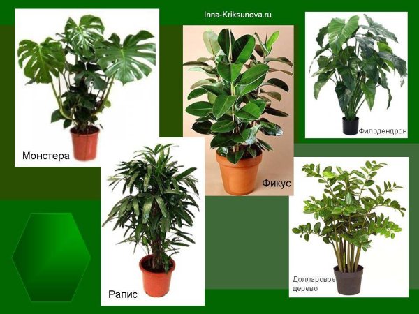 Монстера фикус Рапис