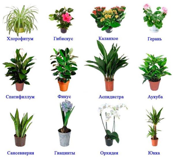 Полный список комнатных растений по алфавиту