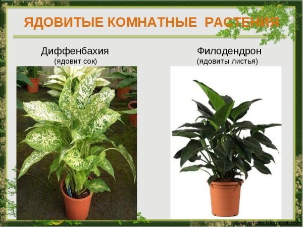 Комнатные растения названия