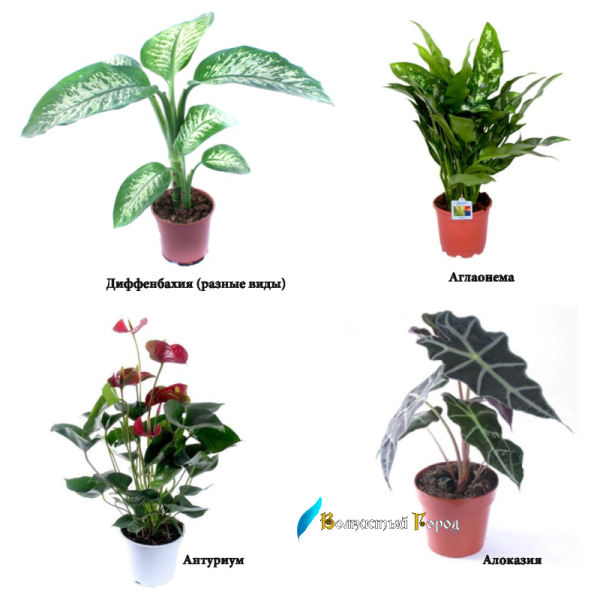 Аспидистра и Кливия