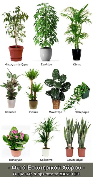 Саетолюбивое комнатные растения