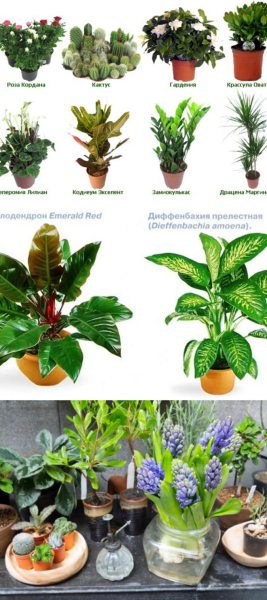 Комнатные растения названия