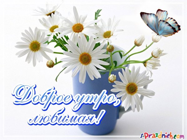 Пожелания доброго утра с ромашками