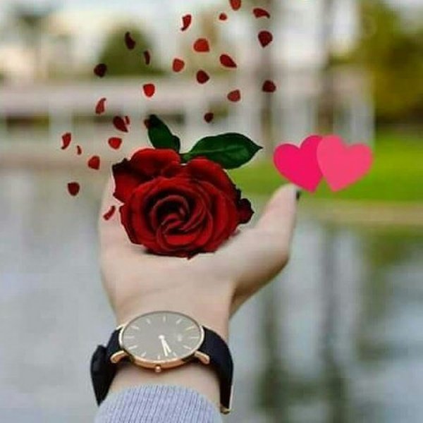 Красивые цветы на профиль