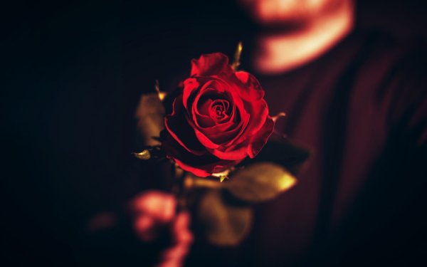 Роза в волосах