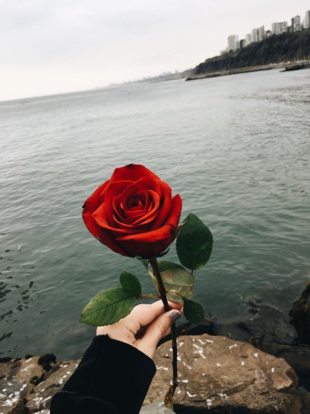 Брюнетка с букетом роз