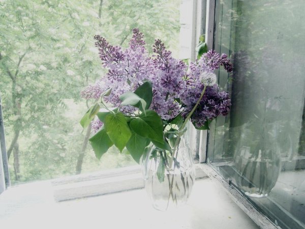 Ыветок Ромашка под дождём