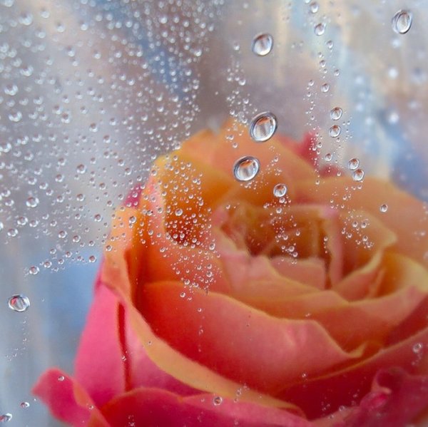 Цветы в вазе на окне