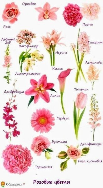 Список цветов растений для букетов на русском