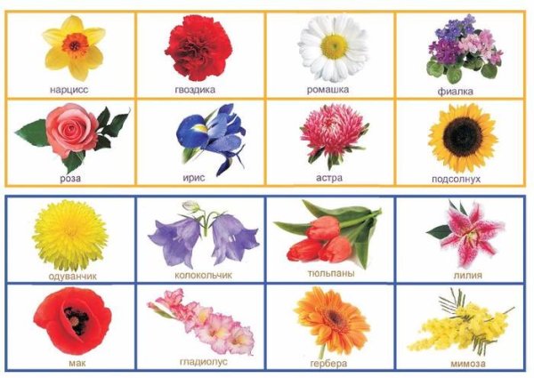 Названия цветов для детей