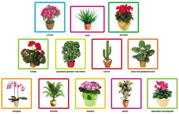 Комнатные растения для детей