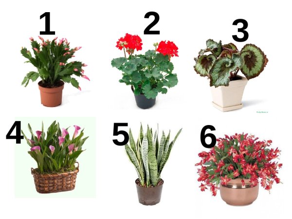 Калла сансевьера гиппеаструм