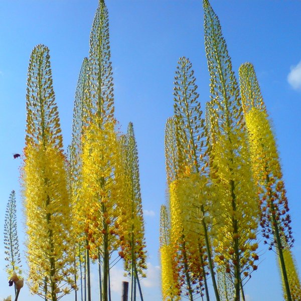 Эремурус гибридный Клеопатра