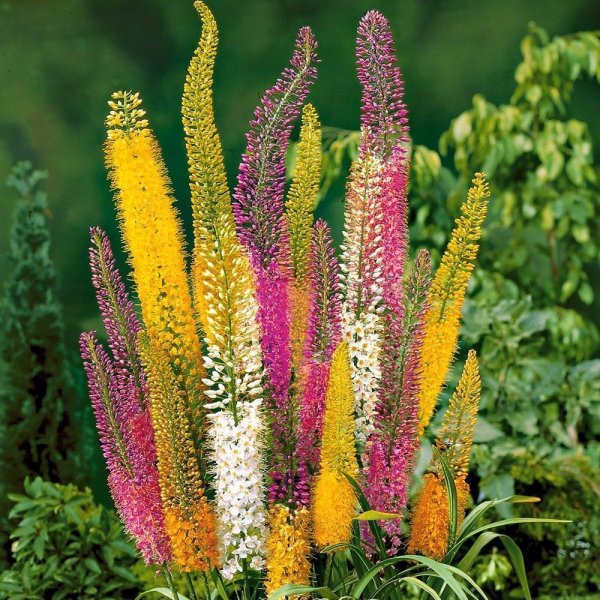 Эремурус Шелфорд