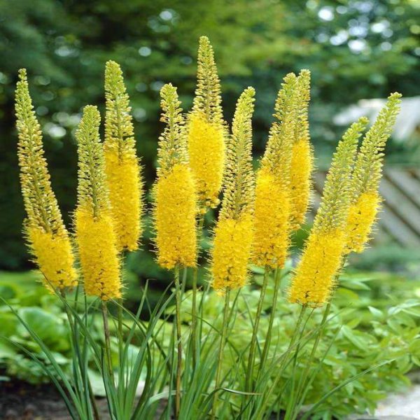 Эремурус Эчисона