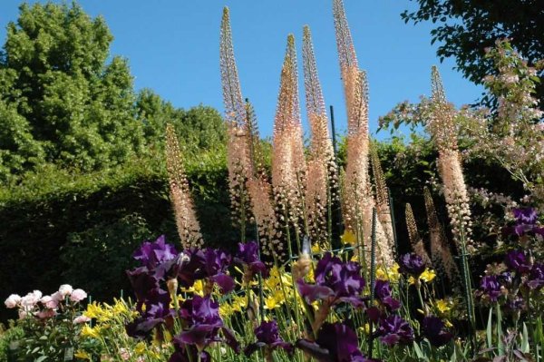 Эремурус Обелиск