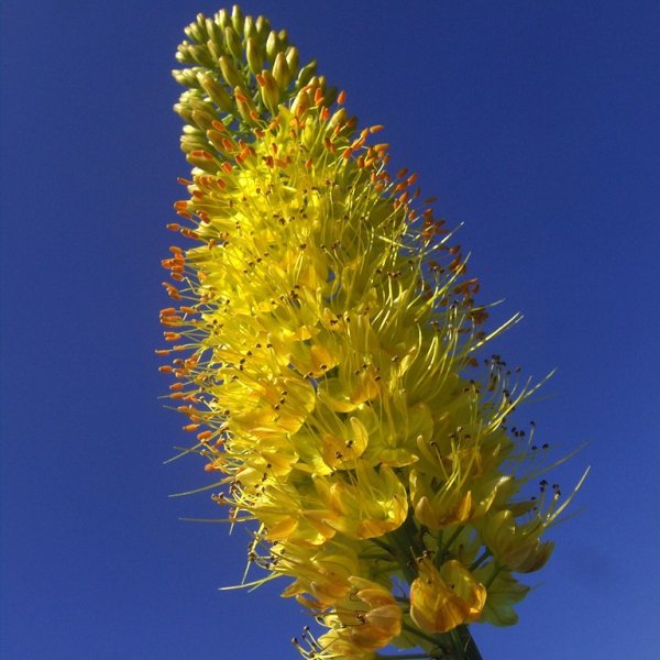 Эремурус Тянь шаньский