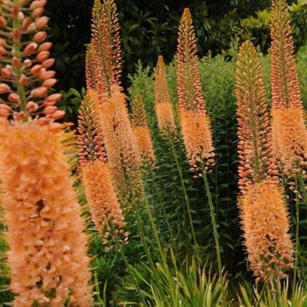 Эремурус Бунге (Bungei)