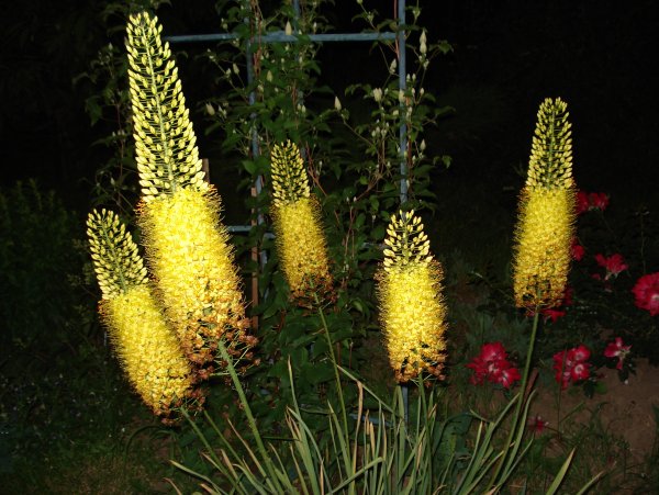 Эремурус игла Клеопатры