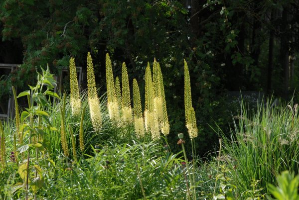 Эремурус Пиноккио