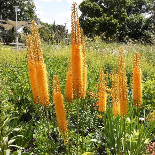 Эремурус Cleopatra