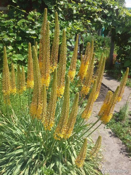 Эремурус ширяш Шелфорд