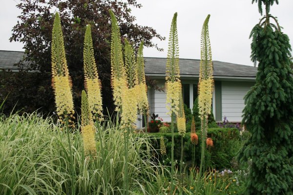 Эремурус Клеопатра