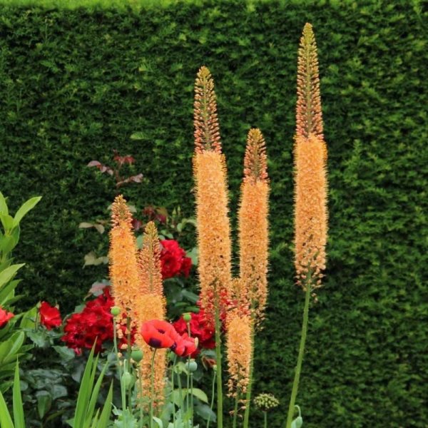 Эремурус Foxtrot