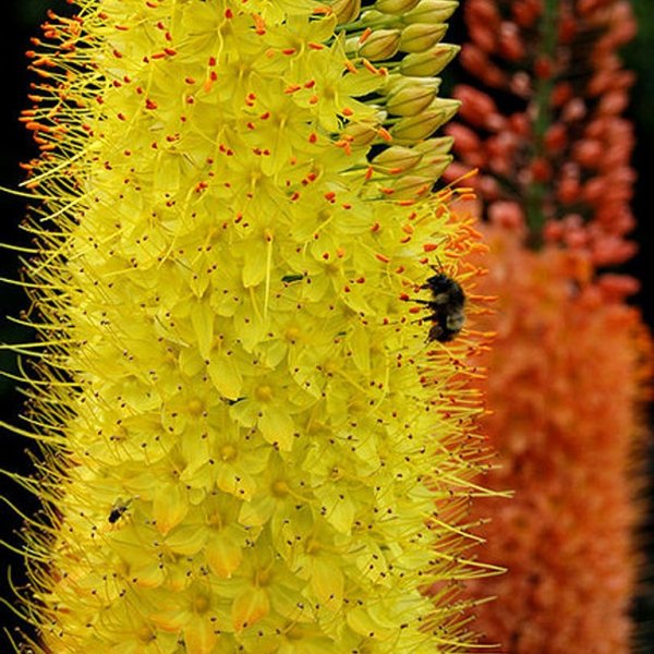 Эремурус Клеопатра цветок