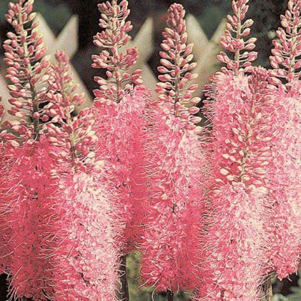 Эремурус Клеопатра