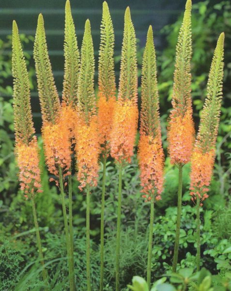 Эремурус гибридный Шелфорд