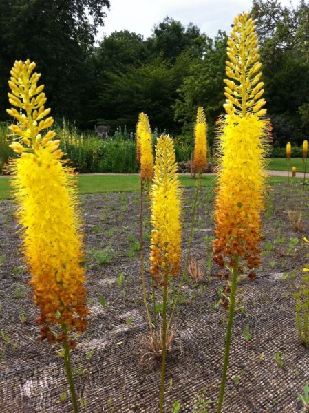 Эремурус гибридный Рофорд